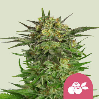 Haze Berry (Royal Queen Seeds) feminiserede