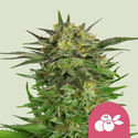 Haze Berry (Royal Queen Seeds) Feminiserede