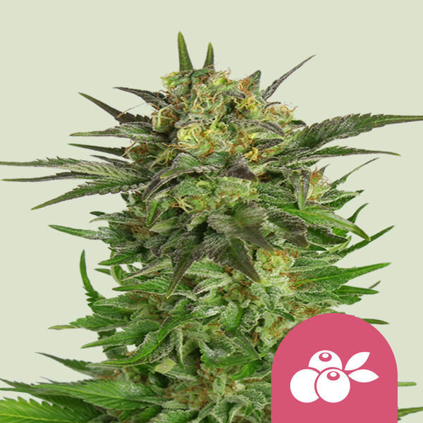 Haze Berry (Royal Queen Seeds) Feminiserede