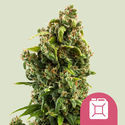 Sour Diesel (Royal Queen Seeds) Feminiserede