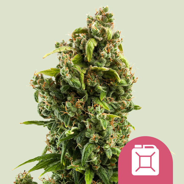 Sour Diesel (Royal Queen Seeds) Feminiserede