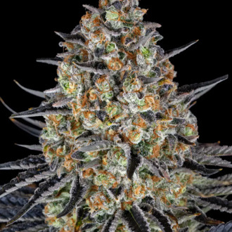 LSD (Barney's Farm) Feminiserede