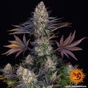 LSD (Barney's Farm) Feminiserede