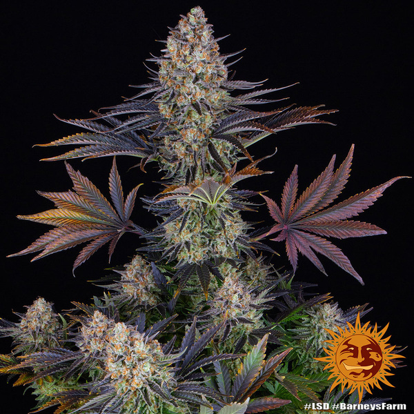 LSD (Barney's Farm) Feminiserede