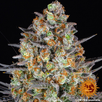 LSD (Barney's Farm) Feminiserede