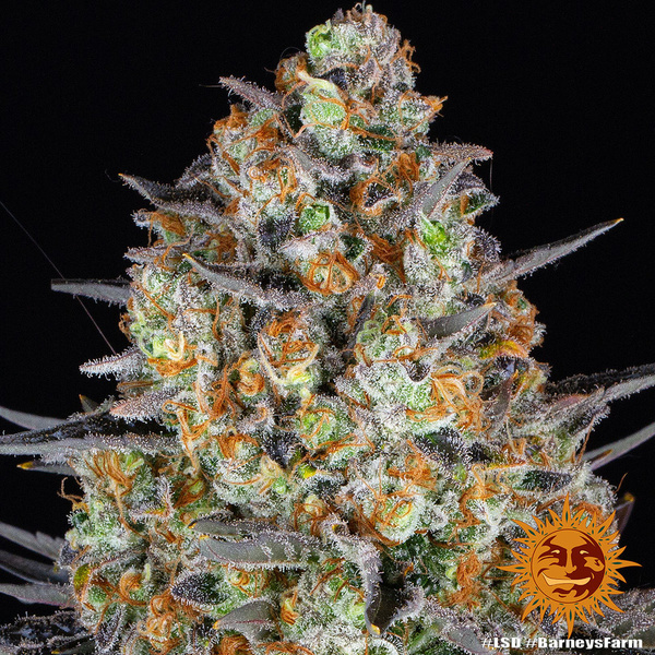 LSD (Barney's Farm) Feminiserede