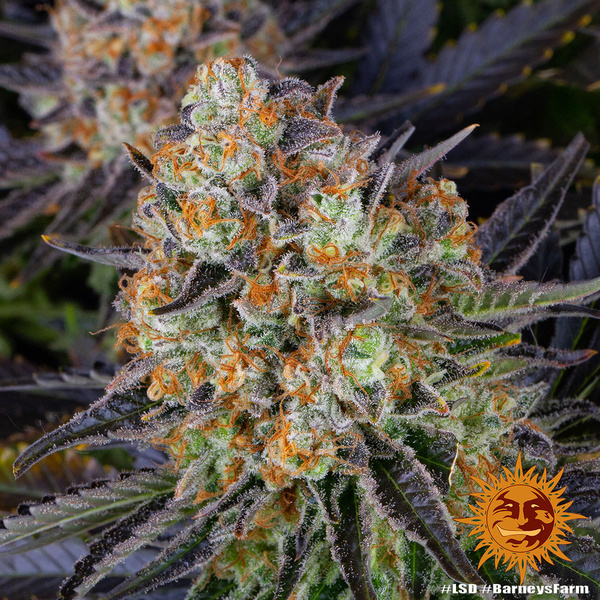 LSD (Barney's Farm) Feminiserede