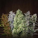 ACE Mix (ACE Seeds) Feminiserede