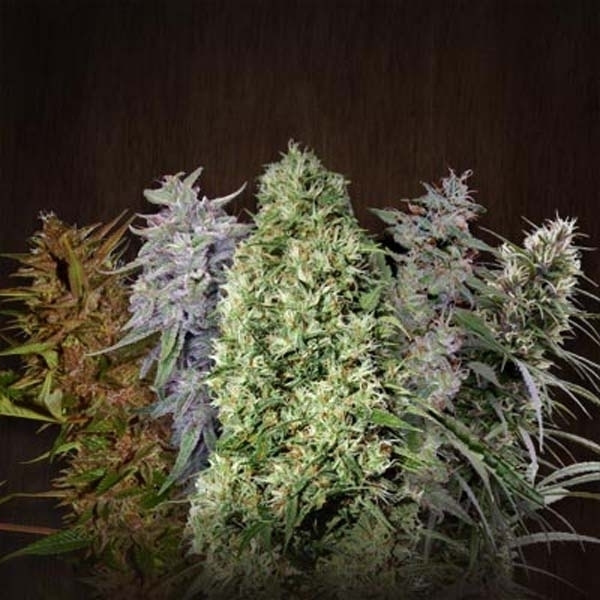 ACE Mix (ACE Seeds) Feminiserede