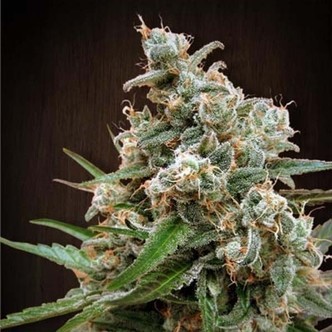 Nepalese Jam (ACE Seeds) feminiserede cannabisfr&oslash;