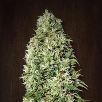 Orient Express (ACE Seeds) feminiserede