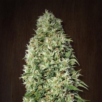 Orient Express (ACE Seeds) Feminiserede