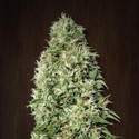 Orient Express (ACE Seeds) Feminiserede