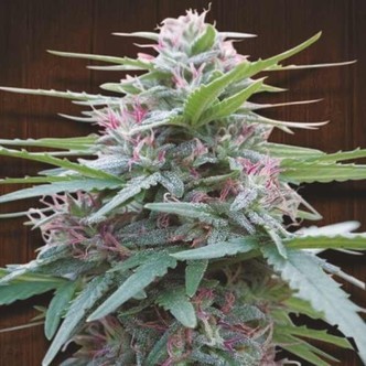 Panama (ACE Seeds) feminiserede cannabisfr&oslash;