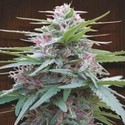 Panama (ACE Seeds) Feminiserede
