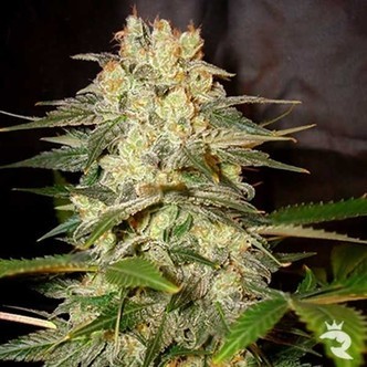 Afghan Kush Ryder (World Of Seeds) feminiseret