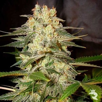 Afghan Kush Ryder Autoflower (World Of Seeds) Feminiserede