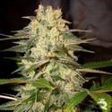 Afghan Kush Ryder Autoflower (World Of Seeds) Feminiserede
