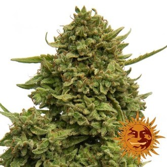 Pineapple Chunk (Barney's Farm) Feminiserede