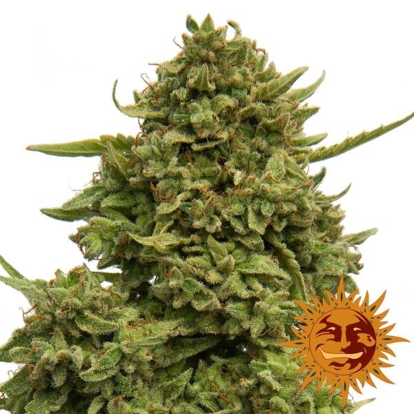 Pineapple Chunk (Barney's Farm) Feminiserede