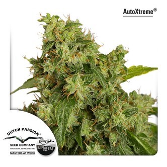 AutoXtreme (Dutch Passion) feminiserede cannabisfr&oslash;