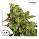 Auto Xtreme (Dutch Passion) Feminiserede