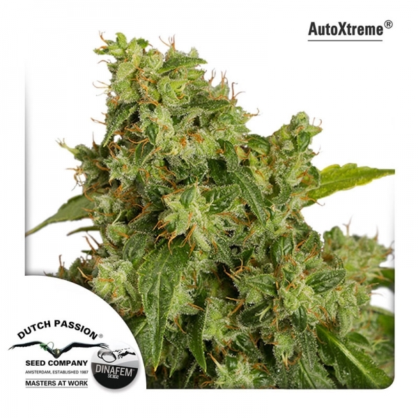 Auto Xtreme (Dutch Passion) Feminiserede