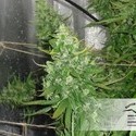 Auto Xtreme (Dutch Passion) Feminiserede