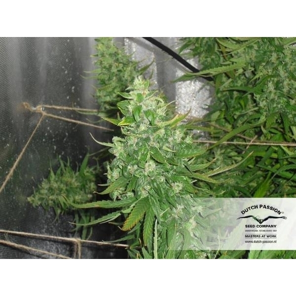 Auto Xtreme (Dutch Passion) Feminiserede