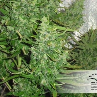 Auto Xtreme (Dutch Passion) Feminiserede
