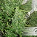 Auto Xtreme (Dutch Passion) Feminiserede