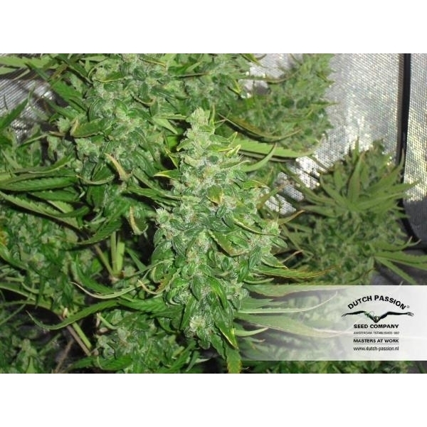 Auto Xtreme (Dutch Passion) Feminiserede