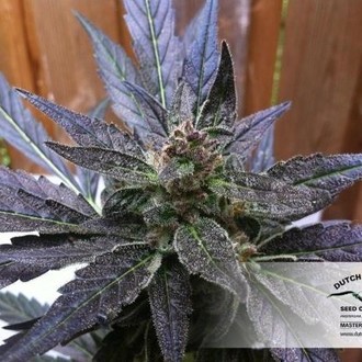 Auto Xtreme (Dutch Passion) Feminiserede