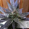 Auto Xtreme (Dutch Passion) Feminiserede