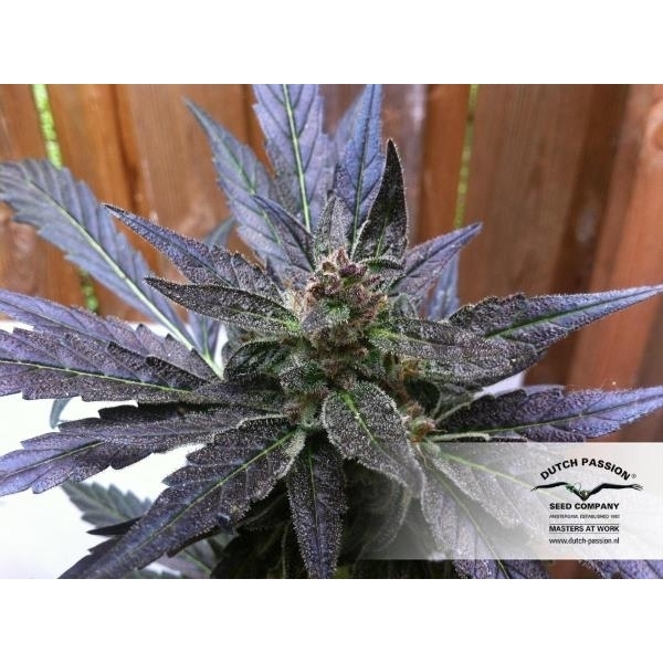 Auto Xtreme (Dutch Passion) Feminiserede