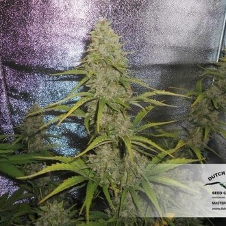 Auto Xtreme (Dutch Passion) Feminiserede