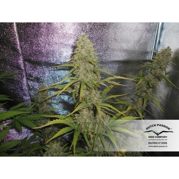 Auto Xtreme (Dutch Passion) Feminiserede