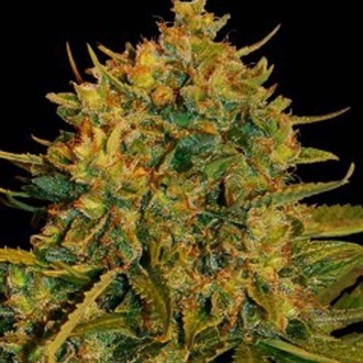 Northern Light x Big Bud Ryder Auto (World Of Seeds) Feminiserede