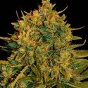 Northern Light x Big Bud Ryder Auto (World Of Seeds) Feminiserede