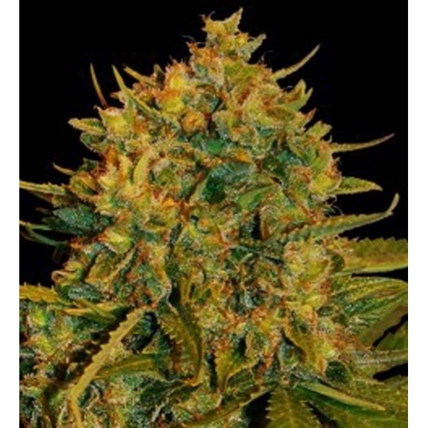 Northern Light x Big Bud Ryder Auto (World Of Seeds) Feminiserede