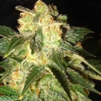Pakistan Ryder (World Of Seeds) feminiserede