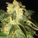 Pakistan Ryder Autoflower (World Of Seeds) Feminiserede