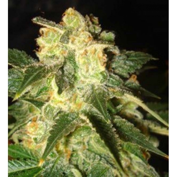 Pakistan Ryder Autoflower (World Of Seeds) Feminiserede