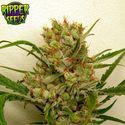 Ripper Haze (Ripper Seeds) Feminiserede