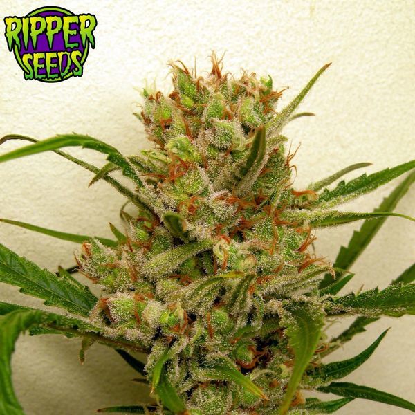 Ripper Haze (Ripper Seeds) Feminiserede