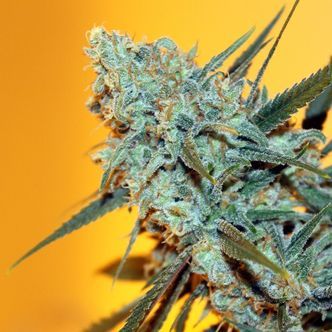 Criminal+ (Ripper Seeds) feminiserede