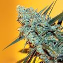 Criminal+ (Ripper Seeds) Feminiserede