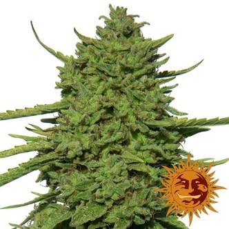 Amnesia Lemon (Barney's Farm) feminiserede cannabisfr&oslash;