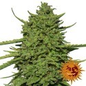 Amnesia Lemon (Barney's Farm) Feminiserede
