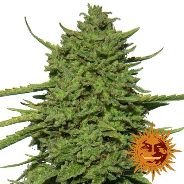 Amnesia Lemon (Barney's Farm) Feminiserede